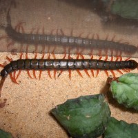 Scolopendra cingulata "south france"