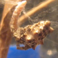 Cyrtophora citricola eating a mealworm