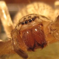 Tegenaria domestica close-up