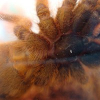 my 2.5" OBT Male/Female