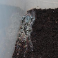 Poecilotheria ??