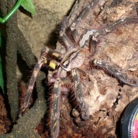 P ornata