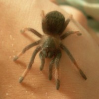 Brachypelma emilia