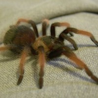 Brachypelma emilia