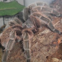 Grammostola Rosea