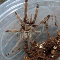 My Psalmopoeus cambridgei, Digger