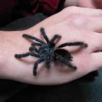 freshly molted A.avicularia