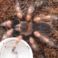 Brachypelma smithi 2-inch post-molt