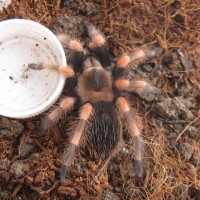 Brachypelma smithi 2-inch post-molt