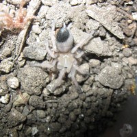 Brachypelma klaasi .75-inch post-molt