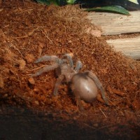 B. smithi