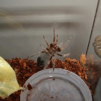 B. smithi