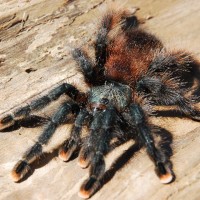 avicularia avicularia