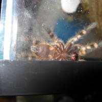 3"dls P. regalis