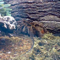 Theraphosa Blondi