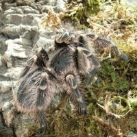 Grammostola Aureostriata