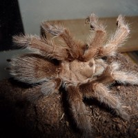 Aphonopelma unknown species, better pic