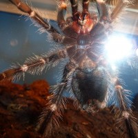 Lasiodora parahybana M or F