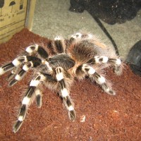 A. geniculata or A. brocklehursti???