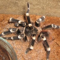 A. geniculata or A. brocklehursti???