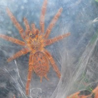 Pterinochilus murinus