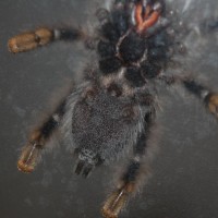 A. avicularia M/F??