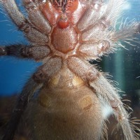 Lasiodora parahybana M or F?