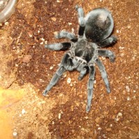 Grammostola Pulchra