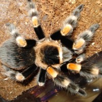 Brachypelma smithi