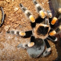 Brachypelma smithi