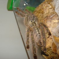 Poecilotheria rufilata