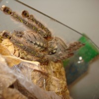 Poecilotheria rufilata