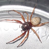 Spider ID