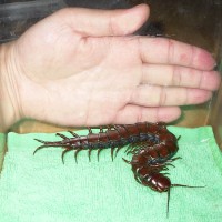 Scolopendra subspinipes subspinipes