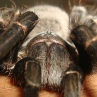 Acanthoscurria gomesiana