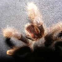 avicularia or peru purple