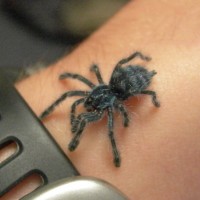 Avicularia versicolor