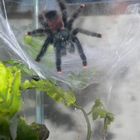 Avicularia avicularia