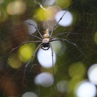 can anyone ID this spider?