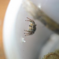 Little Jumper