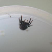 Phidippus audax