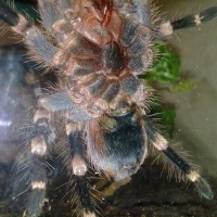 A.geniculata sexing