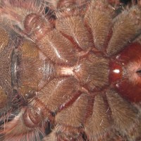 Theraphosa apophysis ~5,5 CM -Boy or girl?