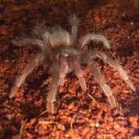 Lasiodora parahybana juvenile