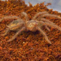 Lasiodora parahybana juvenile