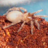 Brachypelma smithi sling