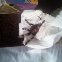 B. Smithi