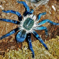 MF H. Lividum Post Molt