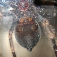 B. smithi, ~3"