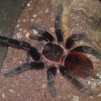 Brachypelma Vagans